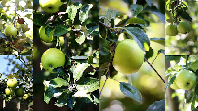 Appels uit eigen tuin