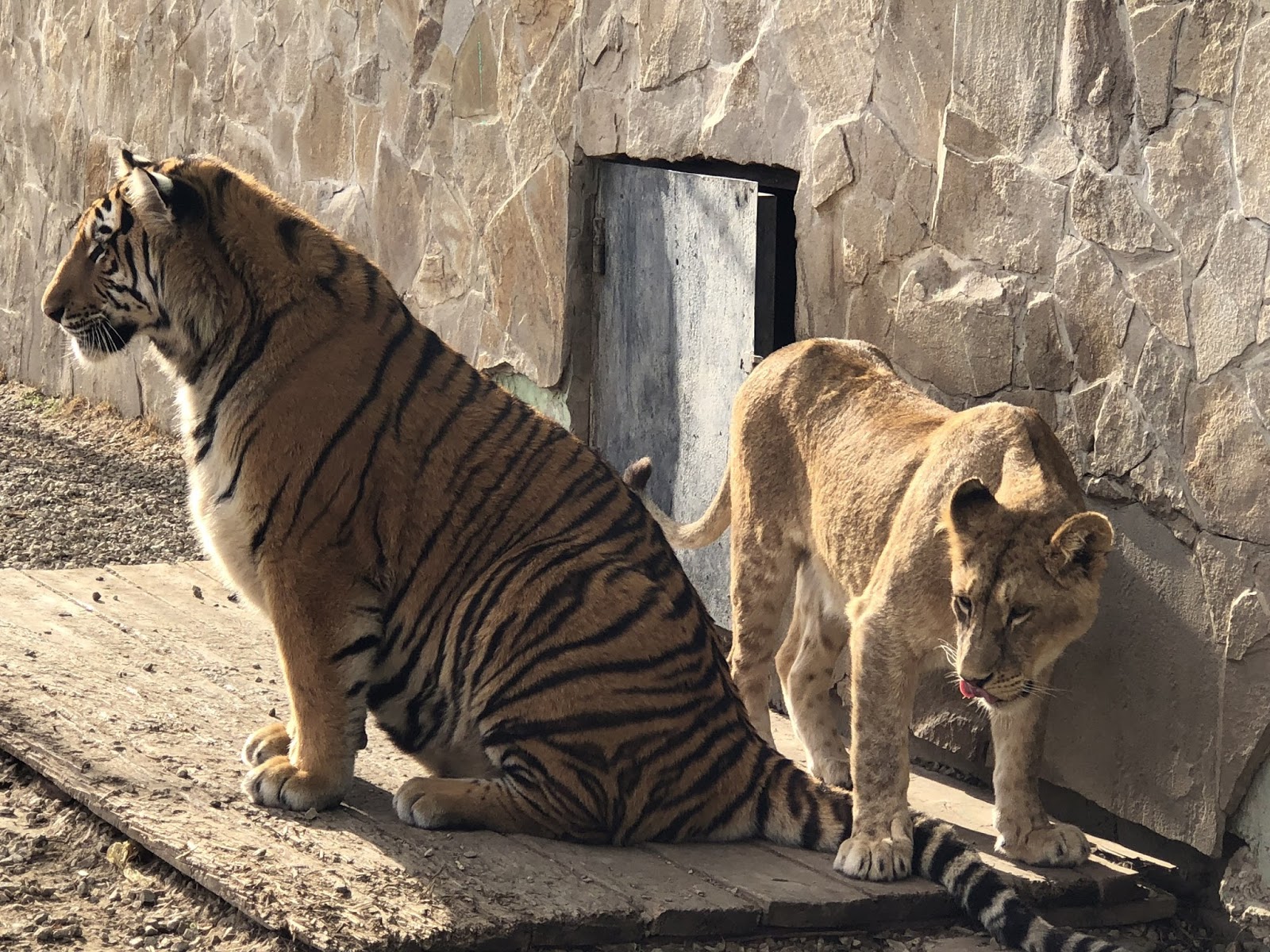 Блог Олега Зубкова Диалог льва и тигра