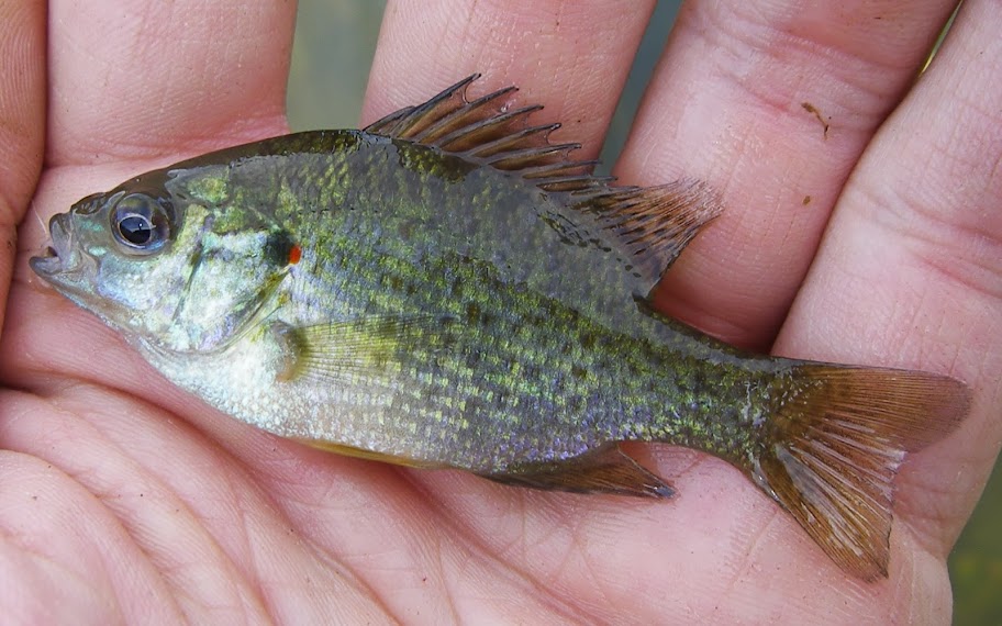 sunfish pumpkinseed redear fish juvenile warmouth species blackside darter river male cantrell ben spawning spotfin shiner cyprinella wisconsin