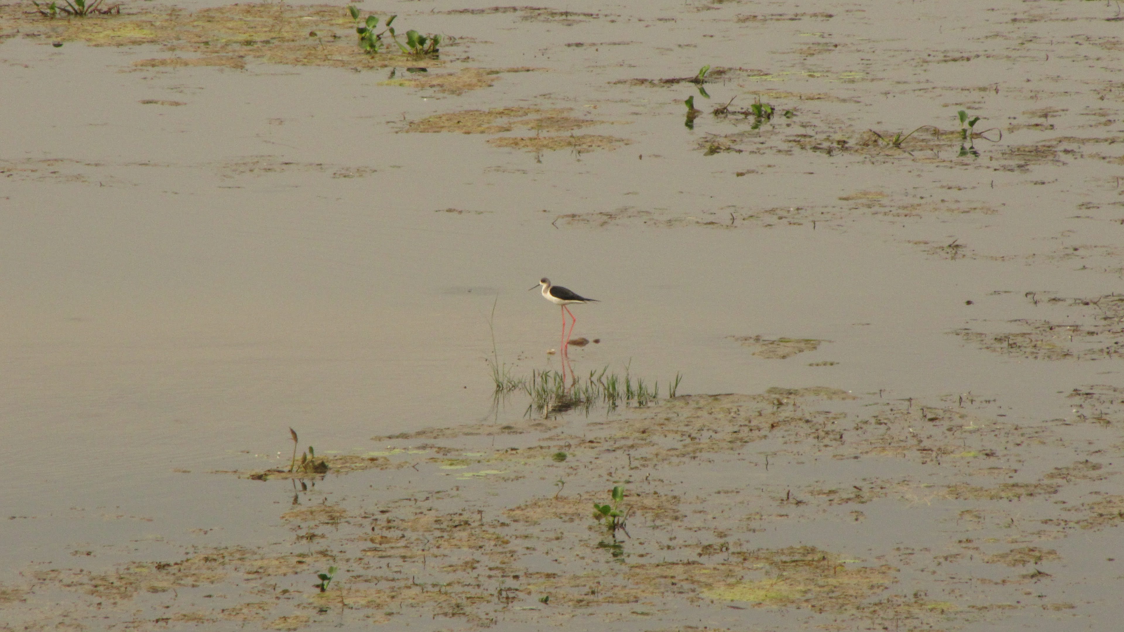 Kokkrebellur: Into the Pelican zone