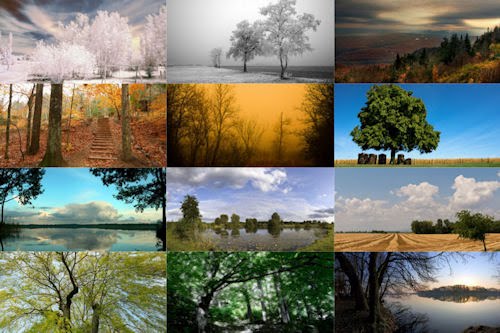 Fotografías de árboles en  todas las estaciones del año II