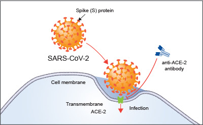 Ilustrasi bagaimana virus SARS-CoV-2 menggunakan reseptor ACE2 untuk memasuki sel inang pada pasien Covid-19, membran sel, Spike protein, antibodi