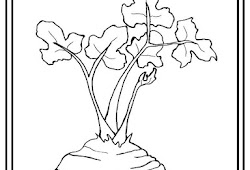 Contoh Gambar Mewarnai Gambar Tanaman Obat Kataucap