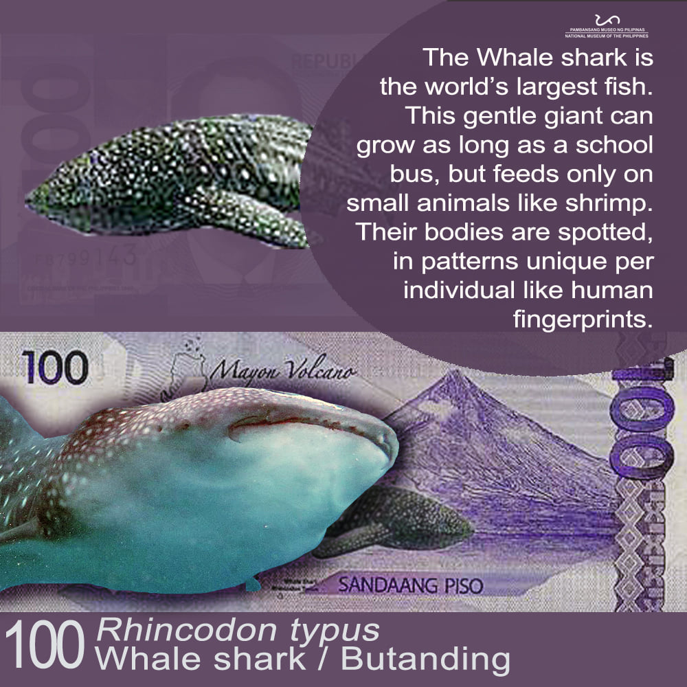 100-peso bill Whale shark or Butanding