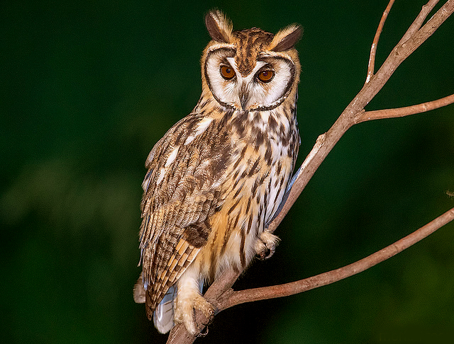 Bellas Aves de El Salvador: Pseudoscops clamator (búho rayado o gritón ...