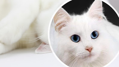 Gato persa blanco con ojos azules.