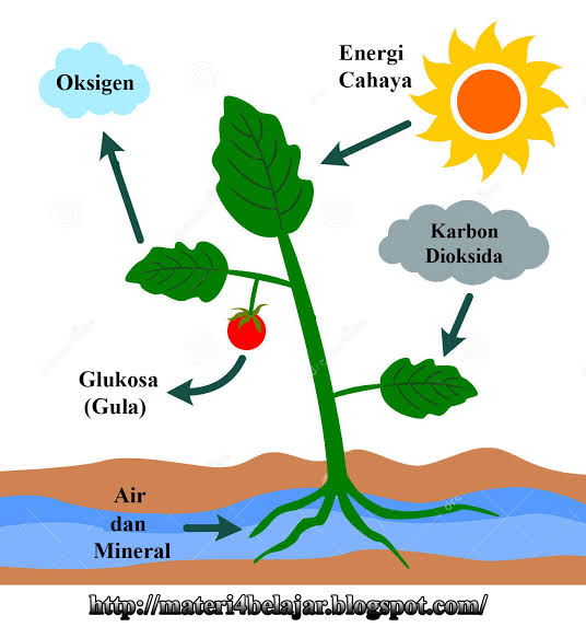 Pengertian Dan Proses Metabolisme