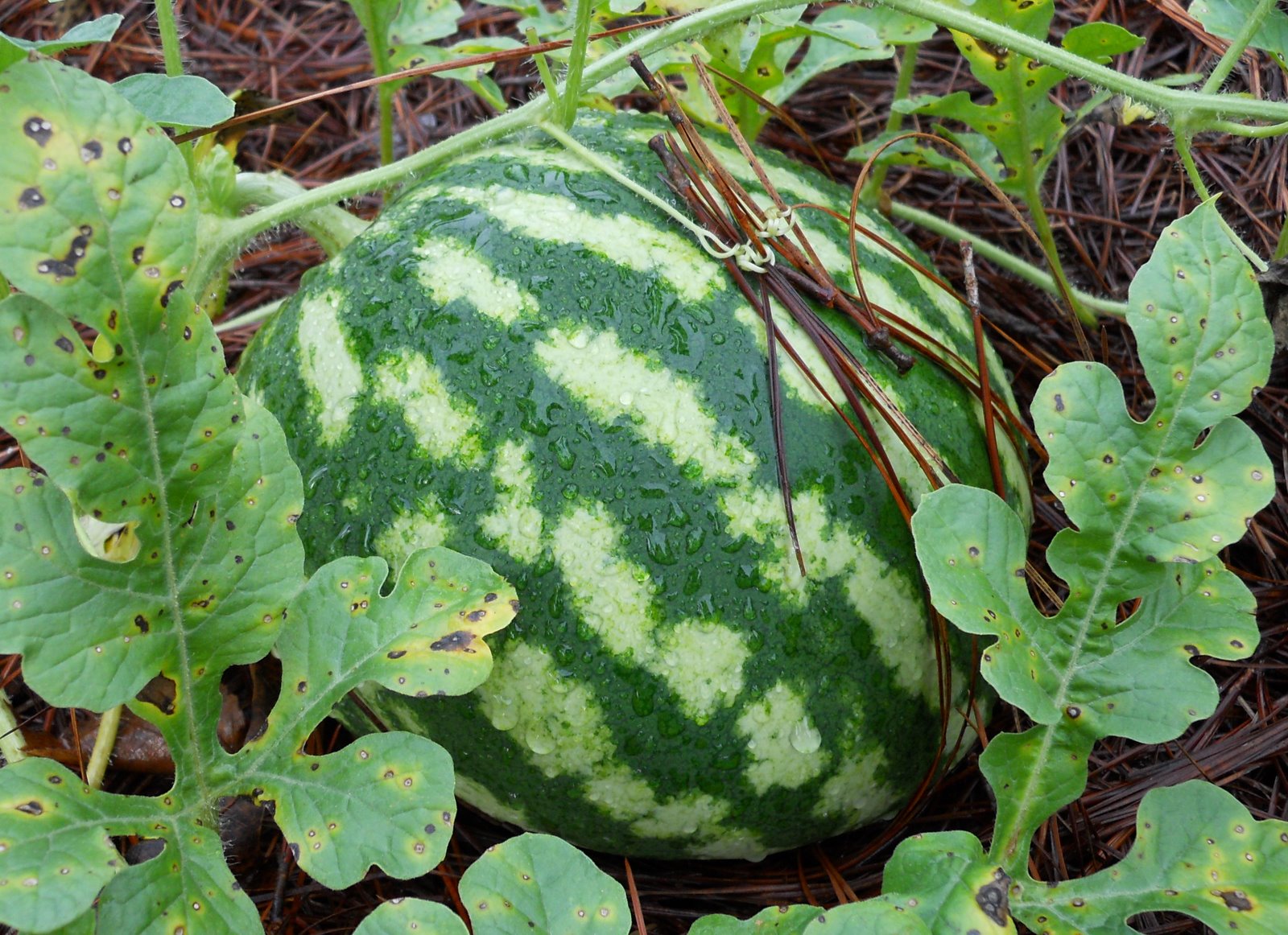 Home Garden Watermelon Vines in Christ