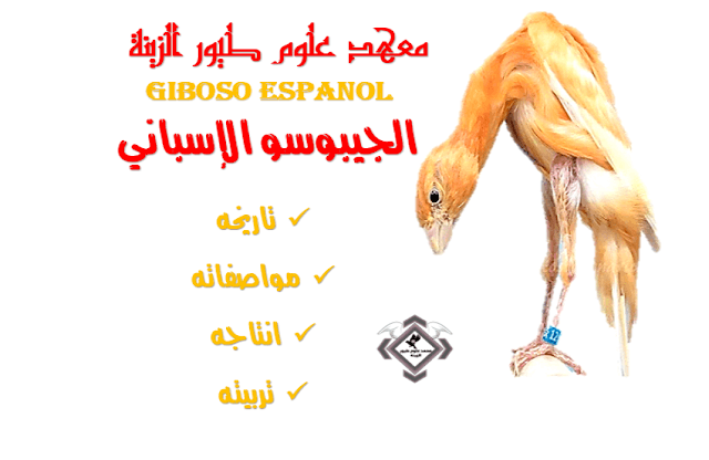 Giboso Espanol