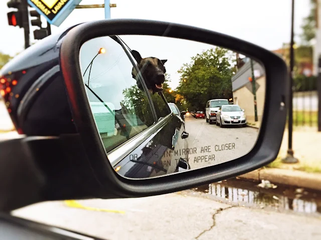 Finn sticking his head out the car window