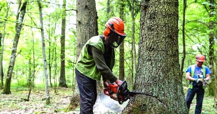 Arti Mimpi Terlengkap Tentang Menebang Pohon Arti Mimpi