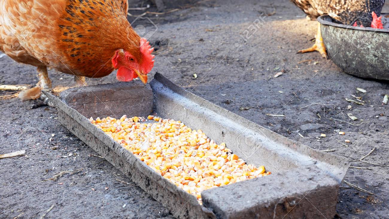 marta animal come gallinas marta animal come gallinas