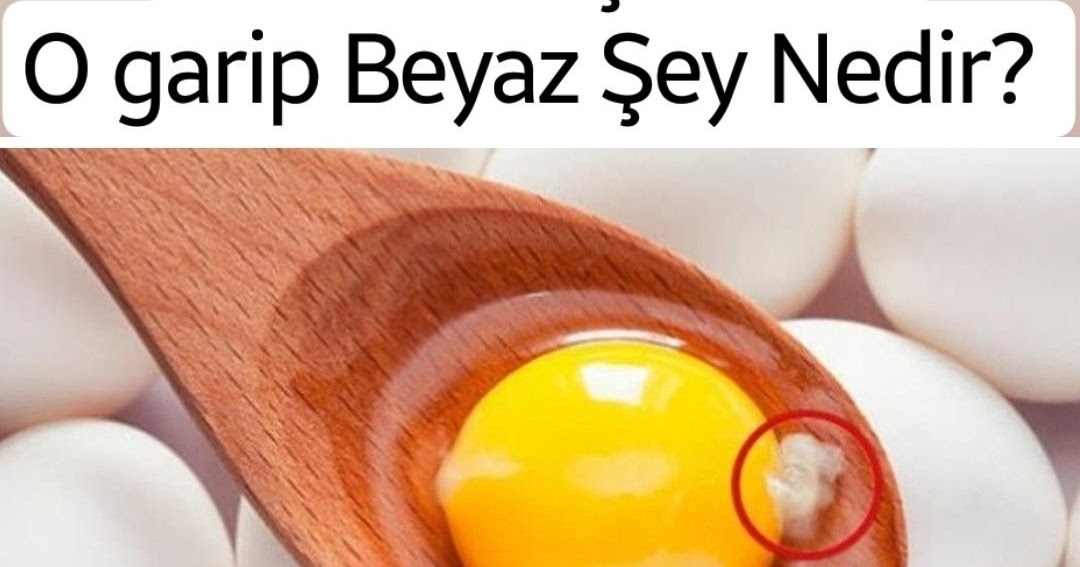 Herkesin Merak Ettiği Yumurta İçindeki O Garip Beyaz Şey Nedir