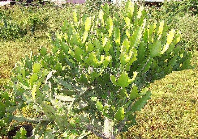 Herbal Pictures Euphorbia antiquorum L.