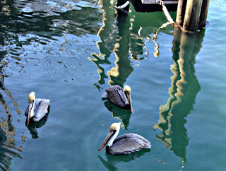 Pelicans 3, photo by jljardine