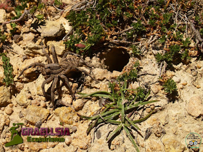 Araña Lobo Araña Lobo