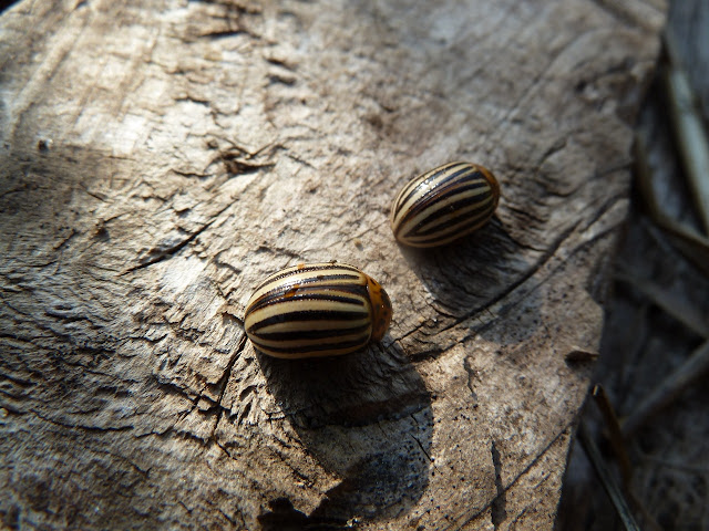 Colorado Potato Beetles, Floyd Bennett Field, Brooklyn