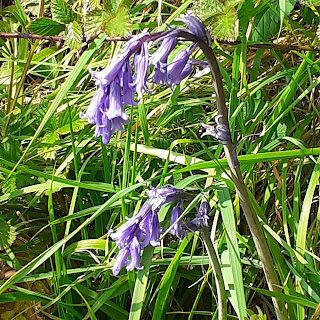 Close up of a stooping bluebell, nestled in green grass