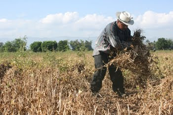 Nuestro campo latino