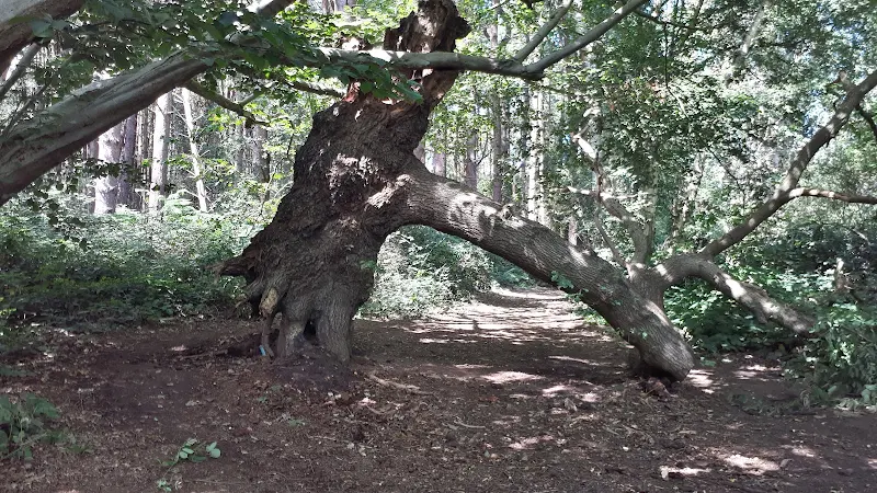 Poppys in the field before the Foxhall woodland