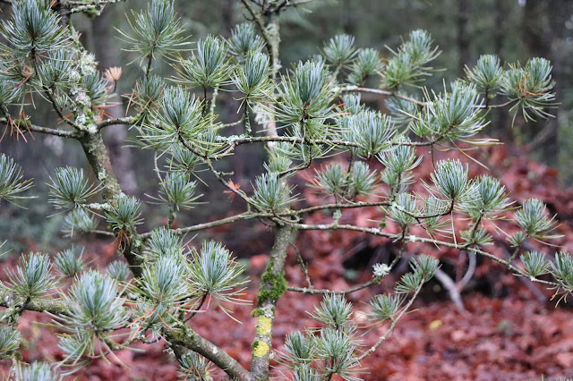 Coniferous Trees And Shrubs