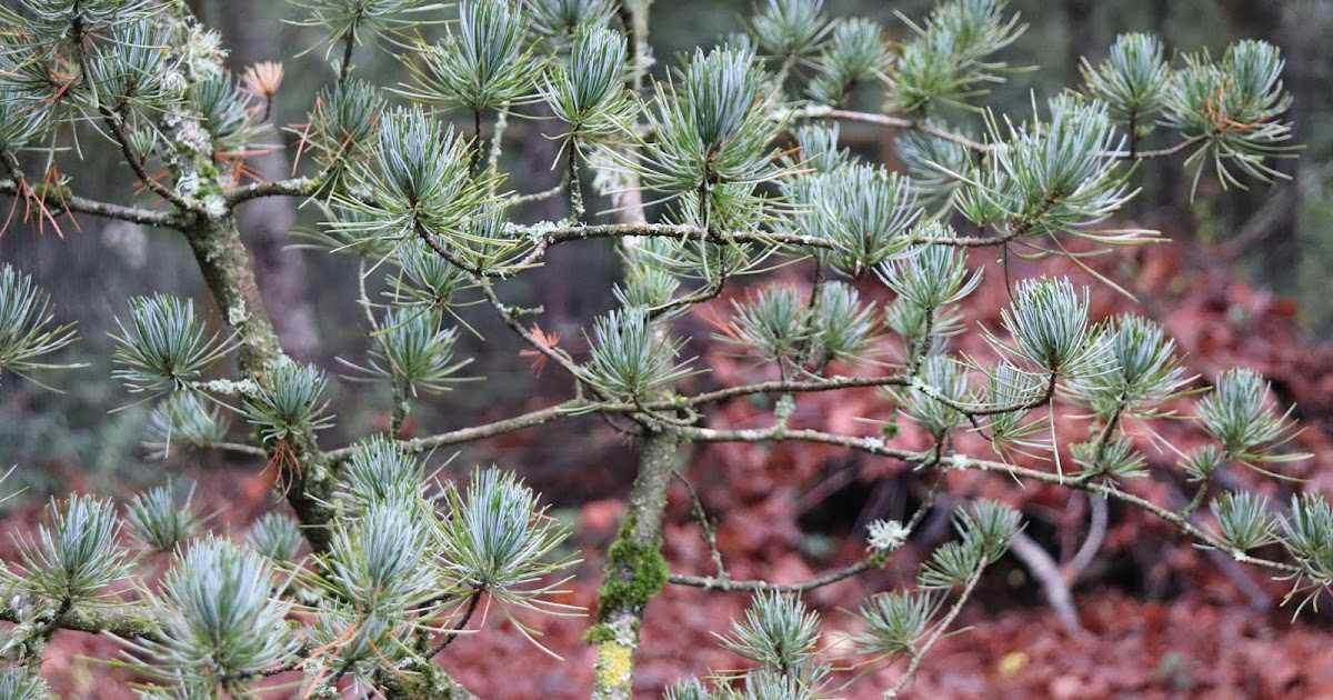 Shrubs Under Pine Trees