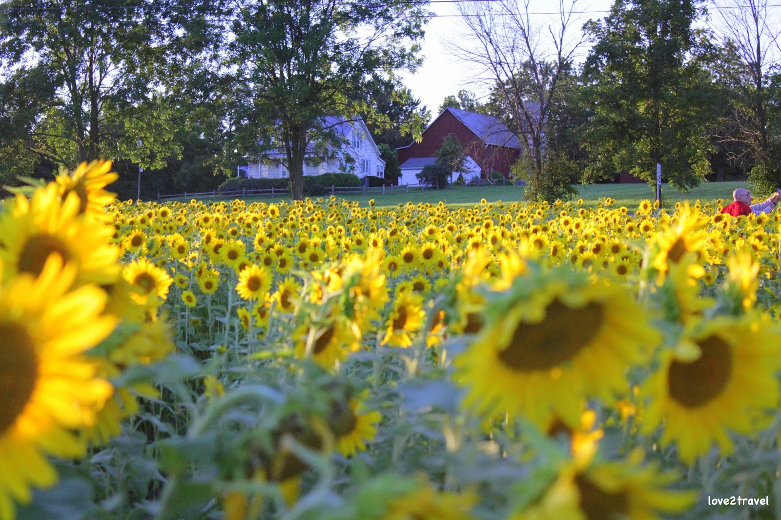 Where 2 Next? Sunflower Field, Mason, Ohio