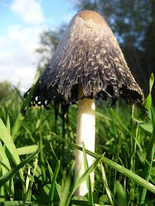Mushroom in My Yard