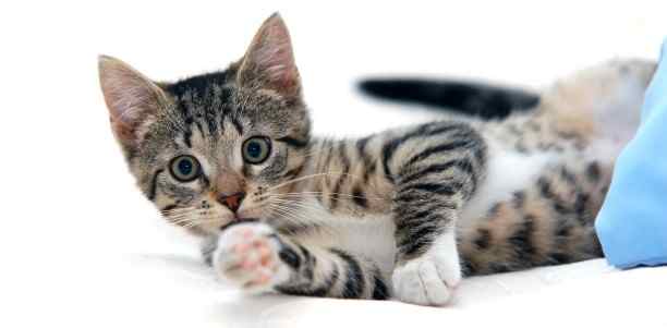 Fakta Kucing Fakta Kucing