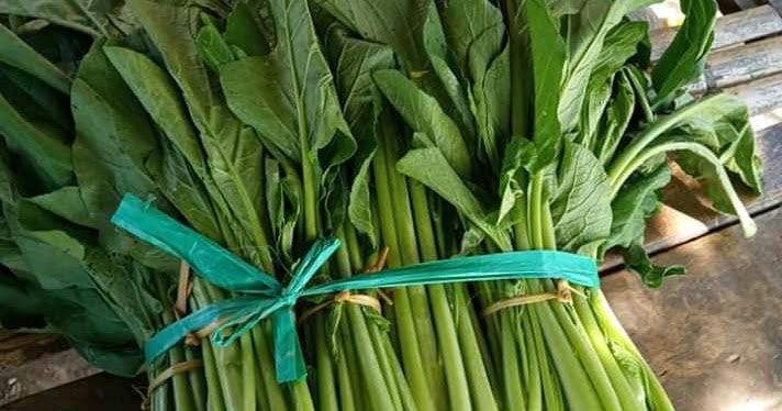 6+ Apa Arti Mimpi Sayur Toge Tumbuh Di Dinding