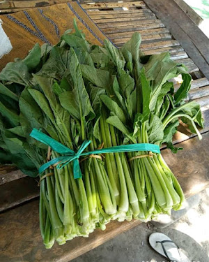 Arti Mimpi Menangkap Ayam Hutan Jantan Dan Betina - Idnfarmers