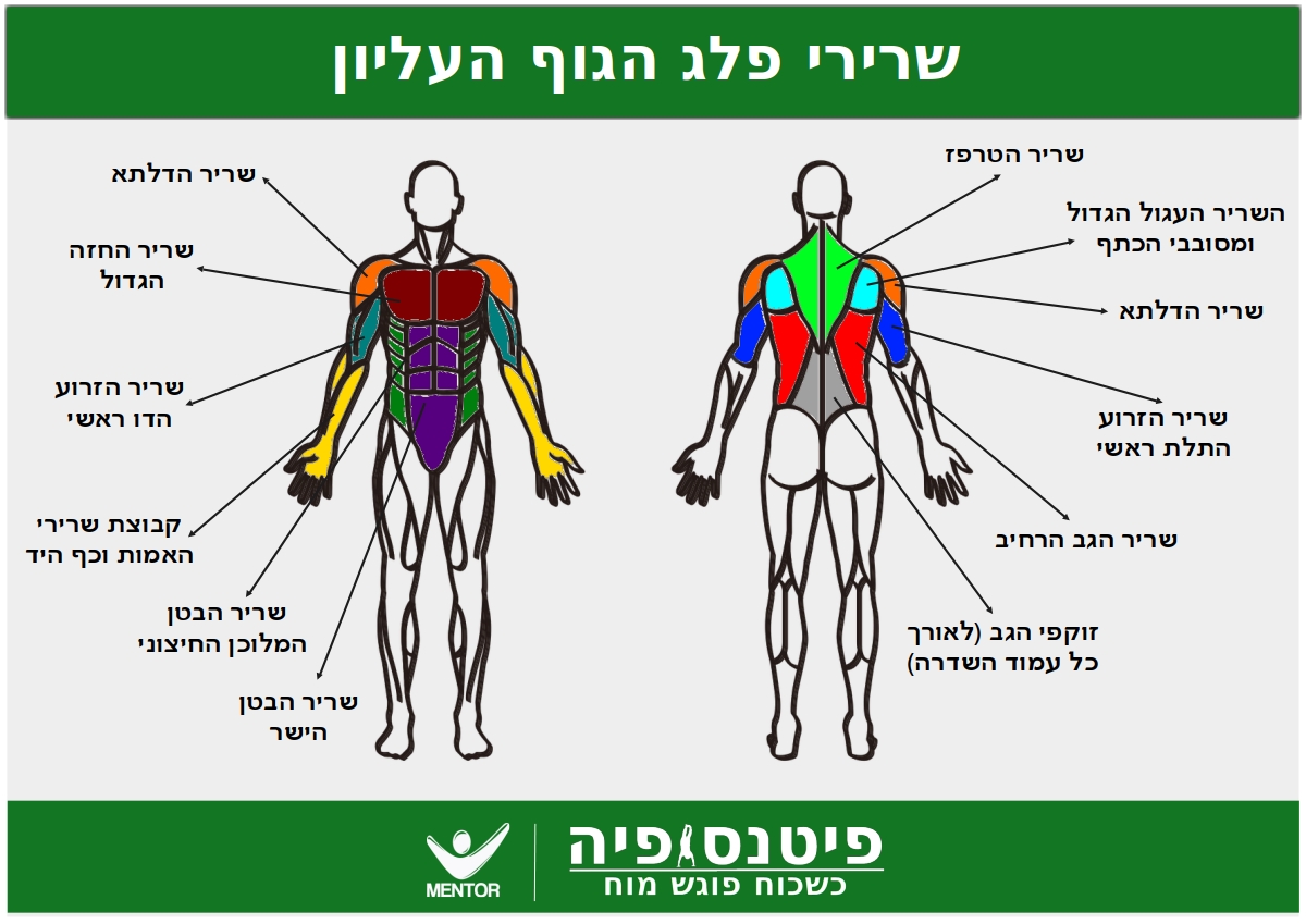 תרגילי התנגדות לפלג הגוף העליון