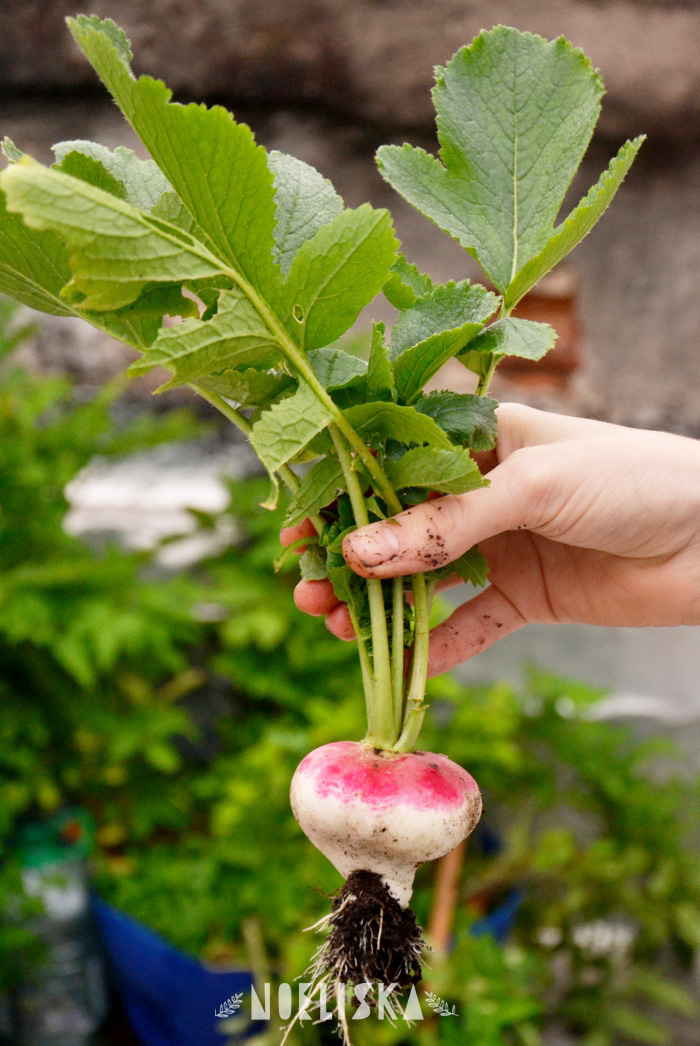 Manual de huerta urbana ? el rabanito, tu mejor amigo.