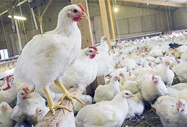 tiiaile: PROGRAM PEMELIHARAAN AYAM BROILER
