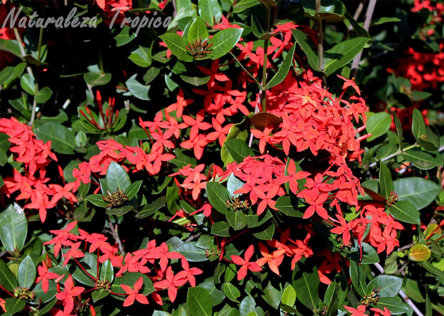 Flores abundantes de Ixora coccinea, Geranio de la jungla