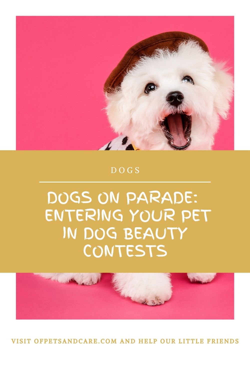 Dogs on Parade: Entering Your Pet in Dog Beauty Contests