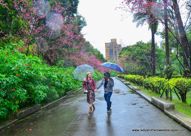 Fleurs de cerisier dans le parc Sun Yat-Sen