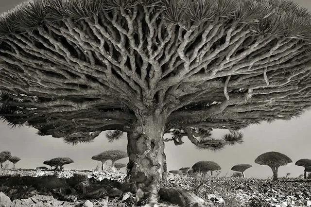  أقدم الأشجار في العالم