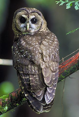 owl sitting on a tree