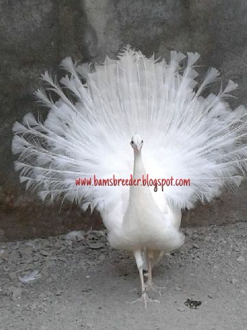 Merak Putih Dewasa Ternak Ayam Hias Dan Burung Eksotis