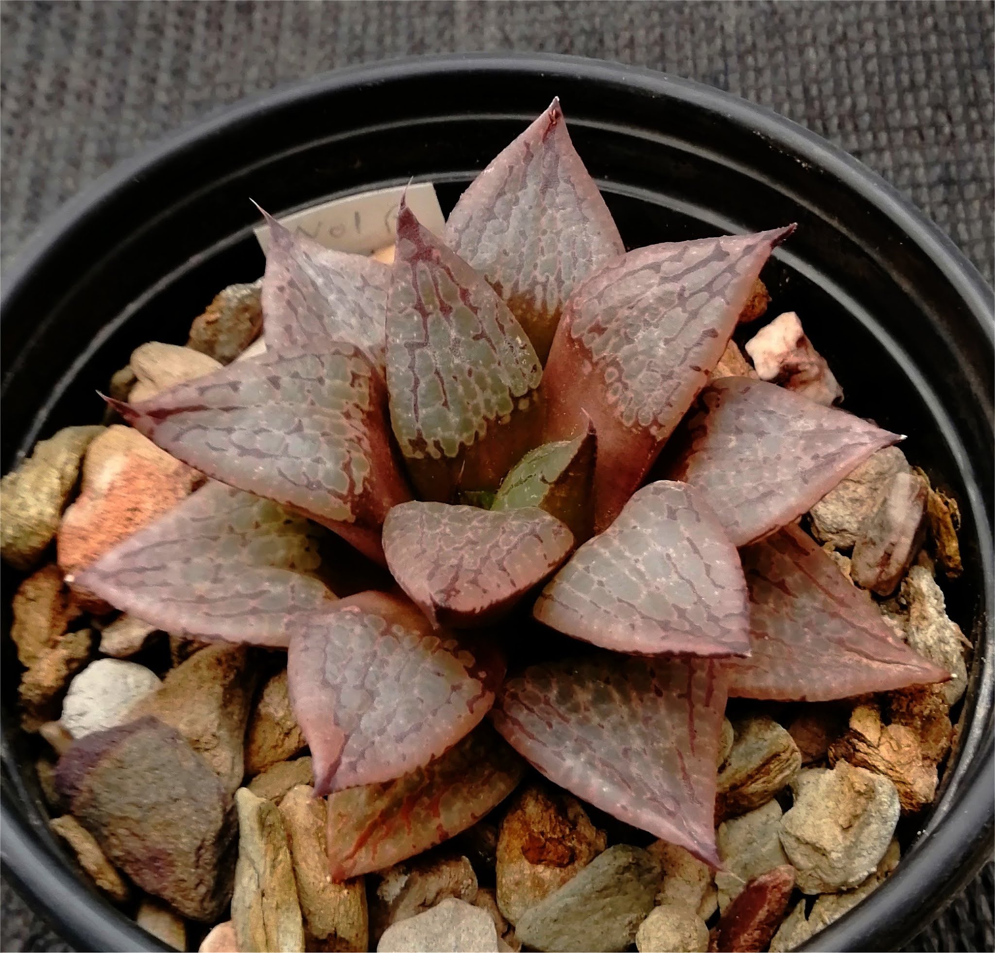 Haworthia comptoniana - 