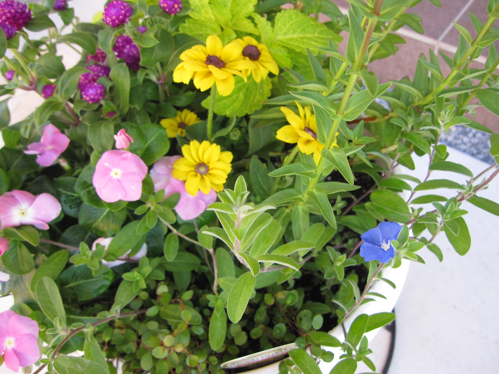 美しい花の画像 最高かつ最も包括的な8 月 植える 花