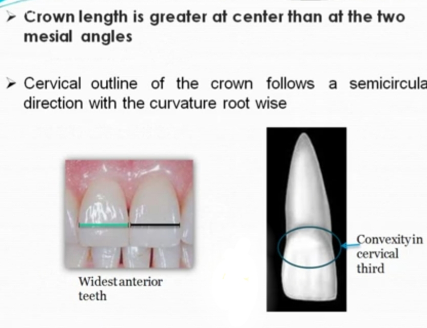 Online With Dentist Tooth morphology of maxillary central incisor
