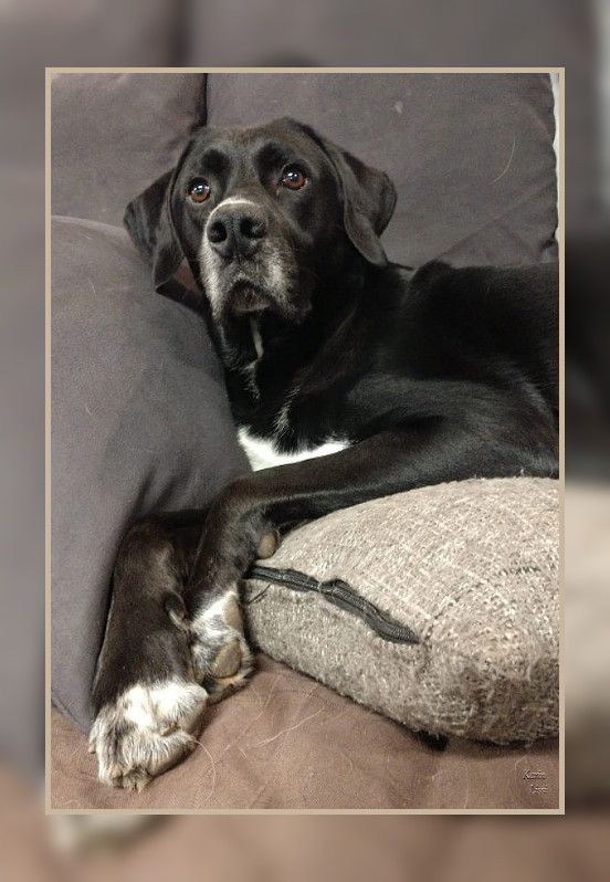 Karins Gedichte Blog Budys Gedanken