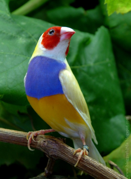 CRIADOURO ROLIM DIAMANTES DE GOULDS