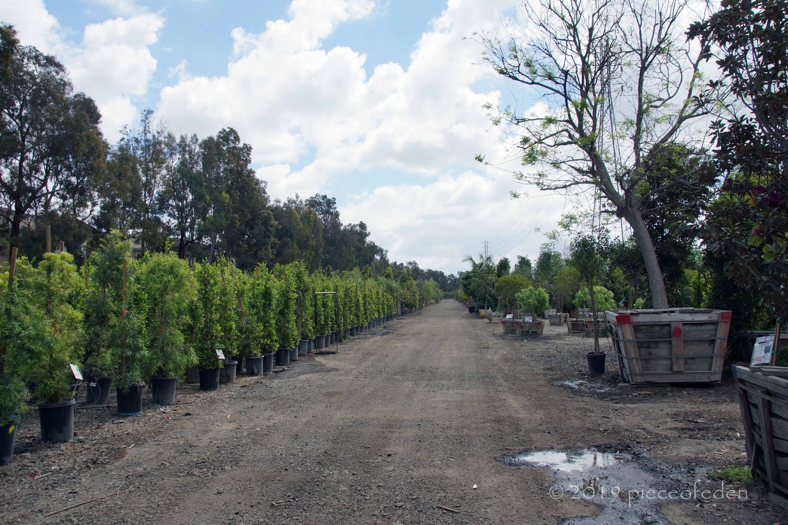 A Big Tree Nursery