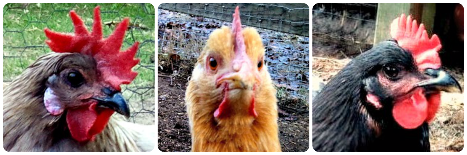 Do You See What I See 12 Fascinating Facts About Chicken Eyesight Fresh Eggs Daily