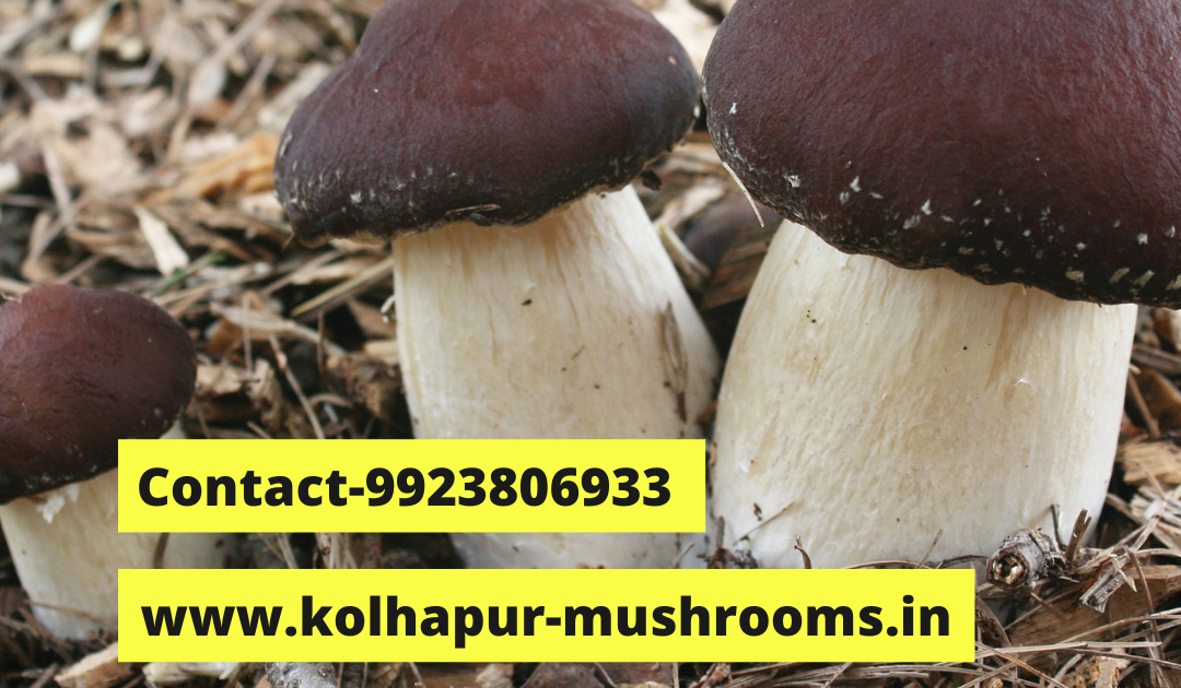 Mushroom spawn lab in osmanabad & latur organic mushroom spawns