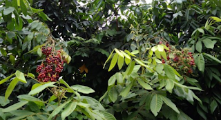 Pohon Katilayu Seperti Apa Notasi Pianika