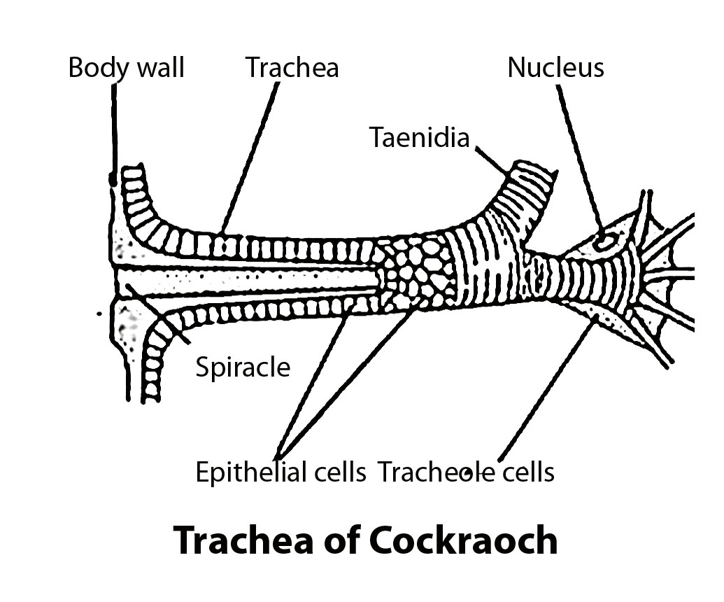 B. Sc. II Animal Diversity IV (Old) Cockraoch Temporary
